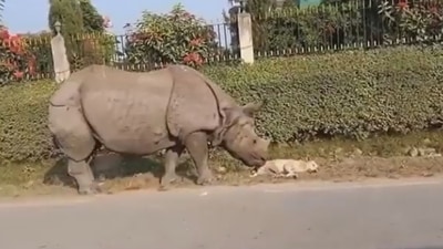 Rhino nudging the dog sleeping on the road. (Twitter/@susantananda3) Rhino nudging the dog sleeping on the road. (Twitter/@susantananda3)