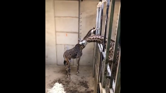 Father giraffe meets his newborn.(Twitter/@fasc1nate)
