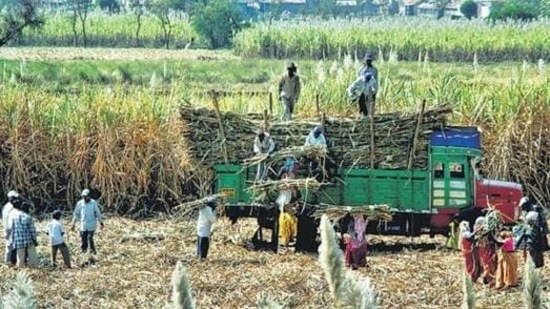 Environmentalists worry that the increased target for ethanol blending could incentivise water-intensive crops such as sugarcane and rice, and suggest that the government should focus on lower-water intensity crops such as millets. (HTPhoto) Environmentalists worry that the increased target for ethanol blending could incentivise water-intensive crops such as sugarcane and rice, and suggest that the government should focus on lower-water intensity crops such as millets. (HTPhoto)
