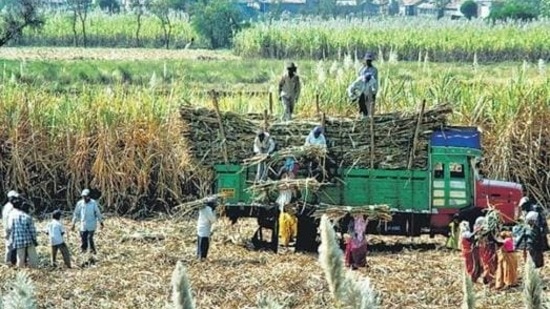 Environmentalists worry that the increased target for ethanol blending could incentivise water-intensive crops such as sugarcane and rice, and suggest that the government should focus on lower-water intensity crops such as millets. (HTPhoto)