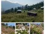 'Flower valley' carved out in meadowland of Patnitop to attract tourists (Twitter/raj85700) 'Flower valley' carved out in meadowland of Patnitop to attract tourists (Twitter/raj85700)