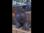 Baby hippo learning how to swim. 