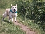 A regular morning walk turned into my biggest nightmare when the leash of my youngest dog, Toto broke and she managed to escape: Vidhi Malla (Pic for representational purpose)(Pixabay) A regular morning walk turned into my biggest nightmare when the leash of my youngest dog, Toto broke and she managed to escape: Vidhi Malla (Pic for representational purpose)(Pixabay)