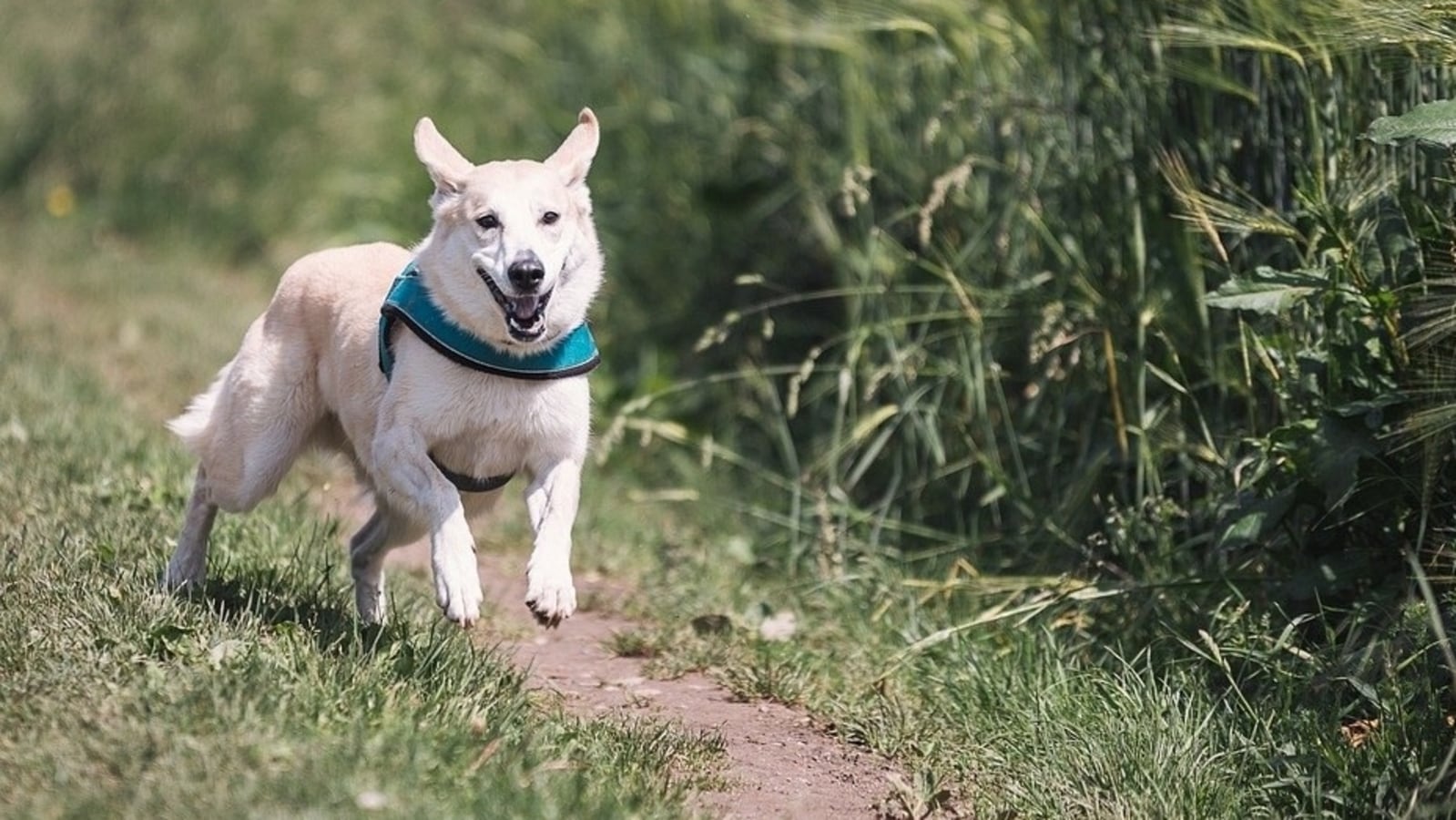 what happens to dogs when they run away