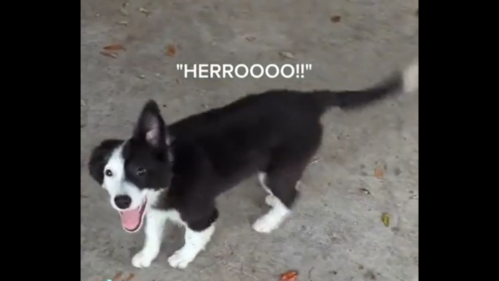 Talking dog says 'hello' to human companion in this viral video ...