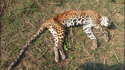A female leopard was found dead in the Aravalli area near Sohna village, in Gurugram on November 17. (Parveen Kumar/HT Photo) A female leopard was found dead in the Aravalli area near Sohna village, in Gurugram on November 17. (Parveen Kumar/HT Photo)