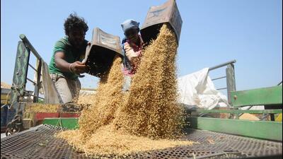 In a crackdown against those involved in irregularities in paddy procurement, the Haryana State Agriculture Marketing Board on Thursday ordered suspension of eight officials posted in grain markets of Karnal. (HT file photo for representational purpose) In a crackdown against those involved in irregularities in paddy procurement, the Haryana State Agriculture Marketing Board on Thursday ordered suspension of eight officials posted in grain markets of Karnal. (HT file photo for representational purpose)