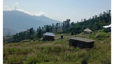 'Flower valley' carved out in meadowland of Patnitop to attract tourists (Twitter/raj85700) 'Flower valley' carved out in meadowland of Patnitop to attract tourists (Twitter/raj85700)