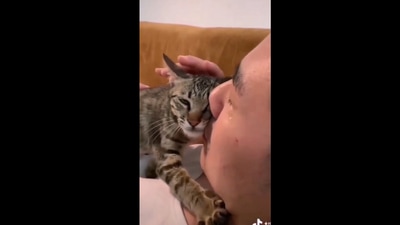 Pet cat takes care of the owner. (Instagram/@buitengebieden) Pet cat takes care of the owner. (Instagram/@buitengebieden)