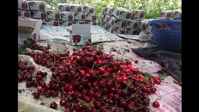Cherry harvesting in upper Shimla area is done in May-June. Baghi, Kotgarh and Narkanda are the major cherry-growing areas in Shimla district. (HT file photo) Cherry harvesting in upper Shimla area is done in May-June. Baghi, Kotgarh and Narkanda are the major cherry-growing areas in Shimla district. (HT file photo)