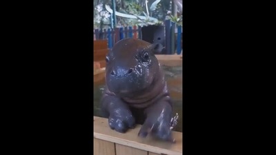 Baby hippo learning how to swim. (Twitter/@fasc1nate) Baby hippo learning how to swim. (Twitter/@fasc1nate)