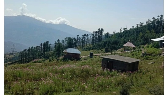 'Flower valley' carved out in meadowland of Patnitop to attract tourists (Twitter/raj85700)