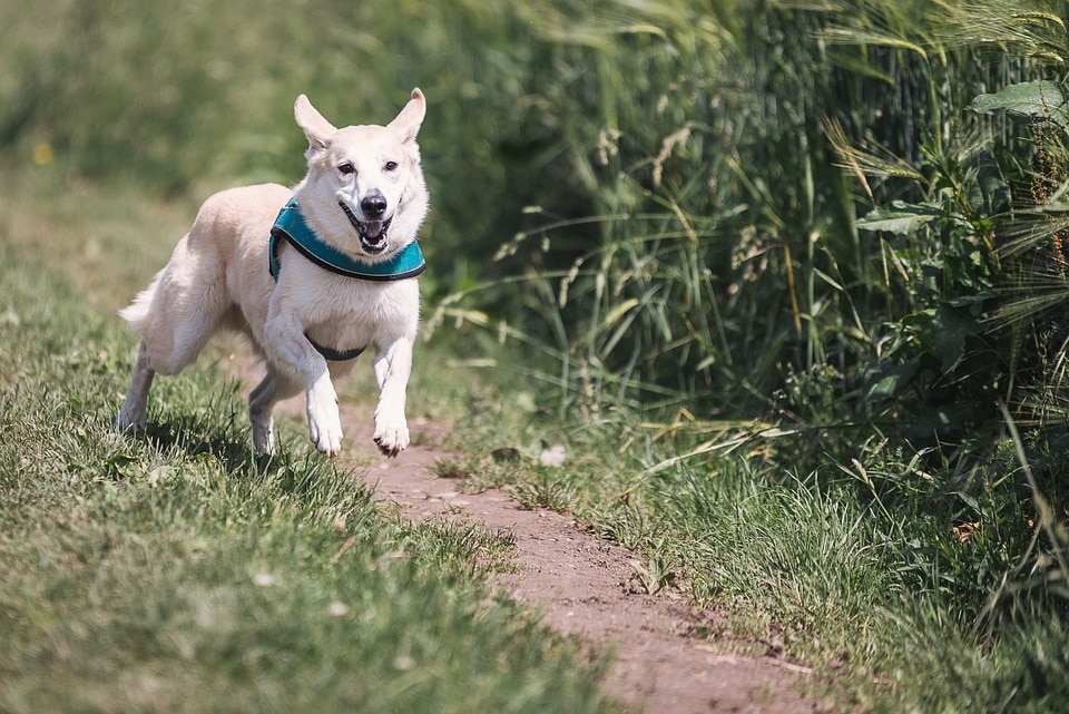 A regular morning walk turned into my biggest nightmare when the leash of my youngest dog, Toto broke and she managed to escape: Vidhi Malla (Pic for representational purpose) (Pixabay) A regular morning walk turned into my biggest nightmare when the leash of my youngest dog, Toto broke and she managed to escape: Vidhi Malla (Pic for representational purpose) (Pixabay)