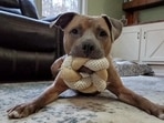 Earlier the Panchkula MC had decided to put a blanket ban on Pitbulls, Rottweilers but it backtracked after a backlash from owners of these breeds. (via REUTERS/Pic for representational purposes only) Earlier the Panchkula MC had decided to put a blanket ban on Pitbulls, Rottweilers but it backtracked after a backlash from owners of these breeds. (via REUTERS/Pic for representational purposes only)