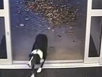 Dog enters police station after being scared from fireworks.(Facebook/@Leicestershire Police) Dog enters police station after being scared from fireworks.(Facebook/@Leicestershire Police)