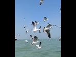 Migratory birds flying in Odisha.