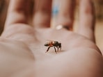 The symptoms one faces after getting stung by a bee might be temporary but very painful. The person can experience temporary pain, itching, redness, and swelling at the sting site. Here are a few home remedies to treat a bee sting instantly.(Unsplash) The symptoms one faces after getting stung by a bee might be temporary but very painful. The person can experience temporary pain, itching, redness, and swelling at the sting site. Here are a few home remedies to treat a bee sting instantly.(Unsplash)