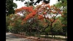 A gulmohar tree (Delonix regia) in Cubbon Park, Bengaluru. (Sampath Kumar GP / Hindustan Times) A gulmohar tree (Delonix regia) in Cubbon Park, Bengaluru. (Sampath Kumar GP / Hindustan Times)