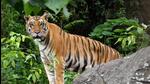 Anish Andheria, an expert on big cats, said if the tiger stays in Chambal valley, it will pose a great threat to cheetahs (Representative Image) Anish Andheria, an expert on big cats, said if the tiger stays in Chambal valley, it will pose a great threat to cheetahs (Representative Image)