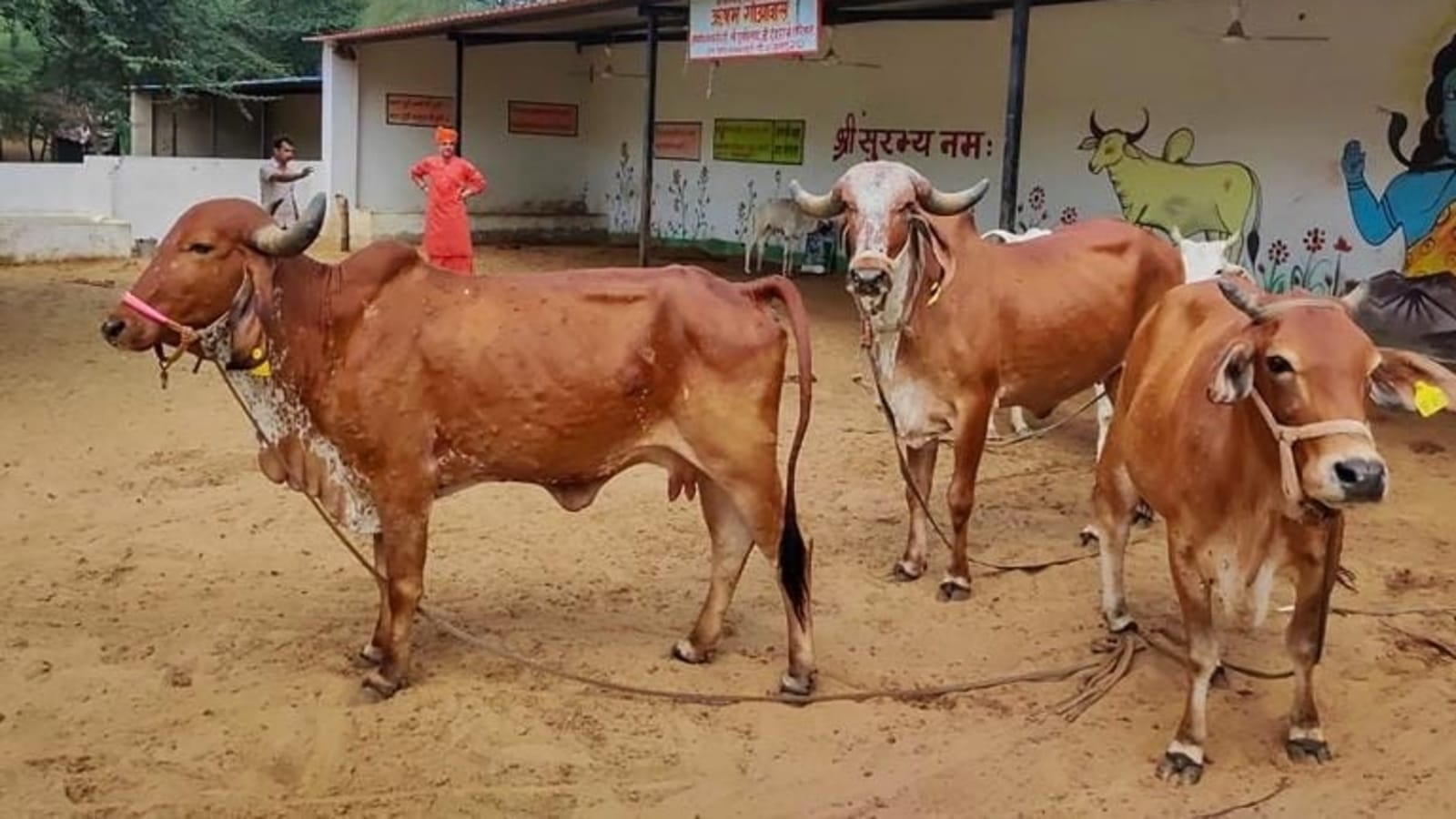 Karnataka govt staff to give a day's salary for cow welfare scheme