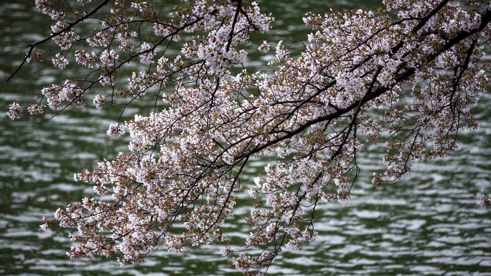 In Pics  Cherry trees blush pink as festive mood returns with pleasant  sunshine in Shillong - Hub News