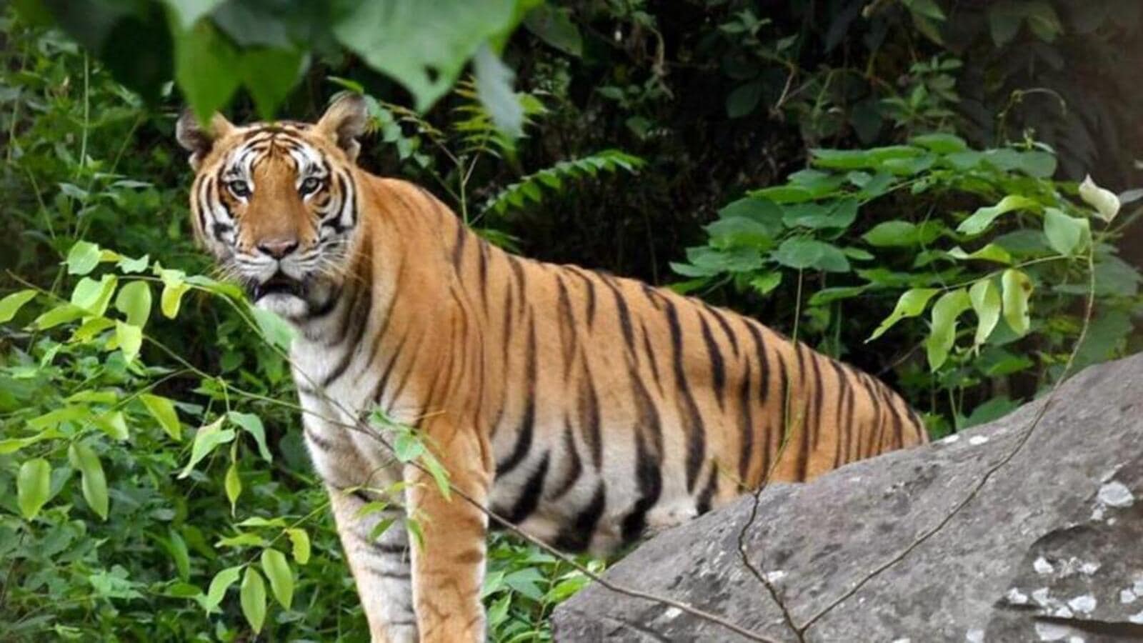 Missing tiger spotted in MP’s Morena: Experts flag concern after it attacks 2