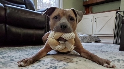 Earlier the Panchkula MC had decided to put a blanket ban on Pitbulls, Rottweilers but it backtracked after a backlash from owners of these breeds. (via REUTERS/Pic for representational purposes only) Earlier the Panchkula MC had decided to put a blanket ban on Pitbulls, Rottweilers but it backtracked after a backlash from owners of these breeds. (via REUTERS/Pic for representational purposes only)