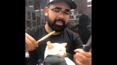 Cat gets a haircut. (Twitter/@chaoticcatpics) Cat gets a haircut. (Twitter/@chaoticcatpics)
