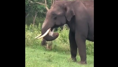 The image, taken from the Twitter video, shows the elephant eating plastic bag. (Screengrab)