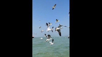 Migratory birds flying in Odisha. (Twitter/@susantananda3)