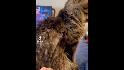 The image, taken from the Reddit video, shows the cat with its back towards its human. (Screengrab)