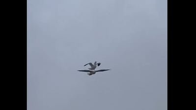 The image, taken from the viral Twitter video, shows the seagull hitching a ride on the back of another. (Screengrab)