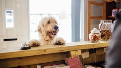 "Wet diets for cats and dogs had the greatest environmental impact, particularly compared to dry diets," said the study (Twitter/breaks_out) "Wet diets for cats and dogs had the greatest environmental impact, particularly compared to dry diets," said the study (Twitter/breaks_out)