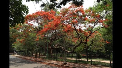 A gulmohar tree (Delonix regia) in Cubbon Park, Bengaluru. (Sampath Kumar GP / Hindustan Times) A gulmohar tree (Delonix regia) in Cubbon Park, Bengaluru. (Sampath Kumar GP / Hindustan Times)