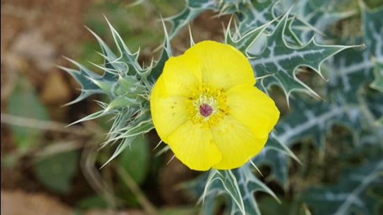 Epidemic dropsy is caused due to the consumption of edible oils adulterated with Argemone mexicana (Mexican prickly poppy). Two major toxic alkaloids – sanguinarine and dehydrosanguinarine – found in the oil cause widespread capillary dilatation, proliferation and increased capillary permeability. (Representative Image/HT File)