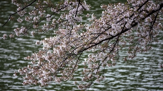 Cherry blossoms in full bloom.(AFP)