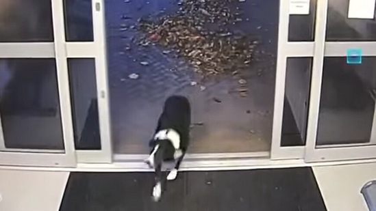 Dog enters police station after being scared from fireworks.(Facebook/@Leicestershire Police)
