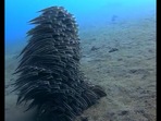 Fascinating group of eels swimming together.