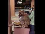 People celebrate dog's birthday. People celebrate dog's birthday.
