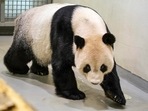 Tuan Tuan: Panda Tuan Tuan walks in its enclosure at the Taipei Zoo in Taipei. Tuan Tuan: Panda Tuan Tuan walks in its enclosure at the Taipei Zoo in Taipei.