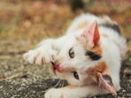Pet care: Top tips for trimming your cat's nails(pixabay) Pet care: Top tips for trimming your cat's nails(pixabay)