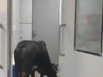 Reports claimed the incident took place even as cow catchers are deployed at the hospital to prevent such mishaps.(Twitter) Reports claimed the incident took place even as cow catchers are deployed at the hospital to prevent such mishaps.(Twitter)