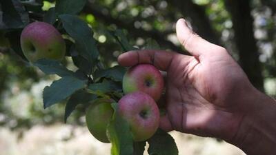 Kashmir fruit growers’ woes are ruing losses attributed to a drastic rice drop, limited cold storages in the region. (HT File) Kashmir fruit growers’ woes are ruing losses attributed to a drastic rice drop, limited cold storages in the region. (HT File)