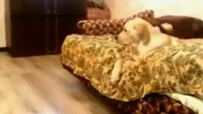 The image, taken from the Twitter video shared by Anand Mahindra, shows the sleepy dog. (Twitter/@anandmahindra)