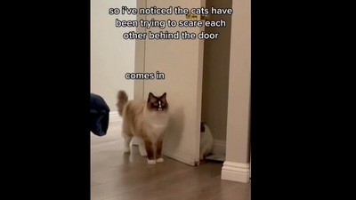 Cats trying to scare each other. (Instagram/@softcatmemes) Cats trying to scare each other. (Instagram/@softcatmemes)