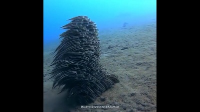 Fascinating group of eels swimming together. (Twitter/@fasc1nate)