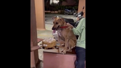 People celebrate dog's birthday. (Instagram/@the_devilskidd) People celebrate dog's birthday. (Instagram/@the_devilskidd)