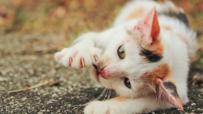 Pet care: Top tips for trimming your cat's nails (pixabay) Pet care: Top tips for trimming your cat's nails (pixabay)