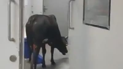 Reports claimed the incident took place even as cow catchers are deployed at the hospital to prevent such mishaps. (Twitter)
