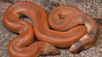 A fine specimen of a Red Sand boa.. (PHOTO: VIVEK SHARMA) A fine specimen of a Red Sand boa.. (PHOTO: VIVEK SHARMA)